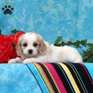Kalvin, Cavalier King Charles Mix Puppy